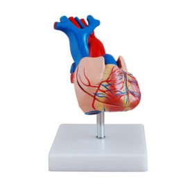 Natural size heart anatomy model